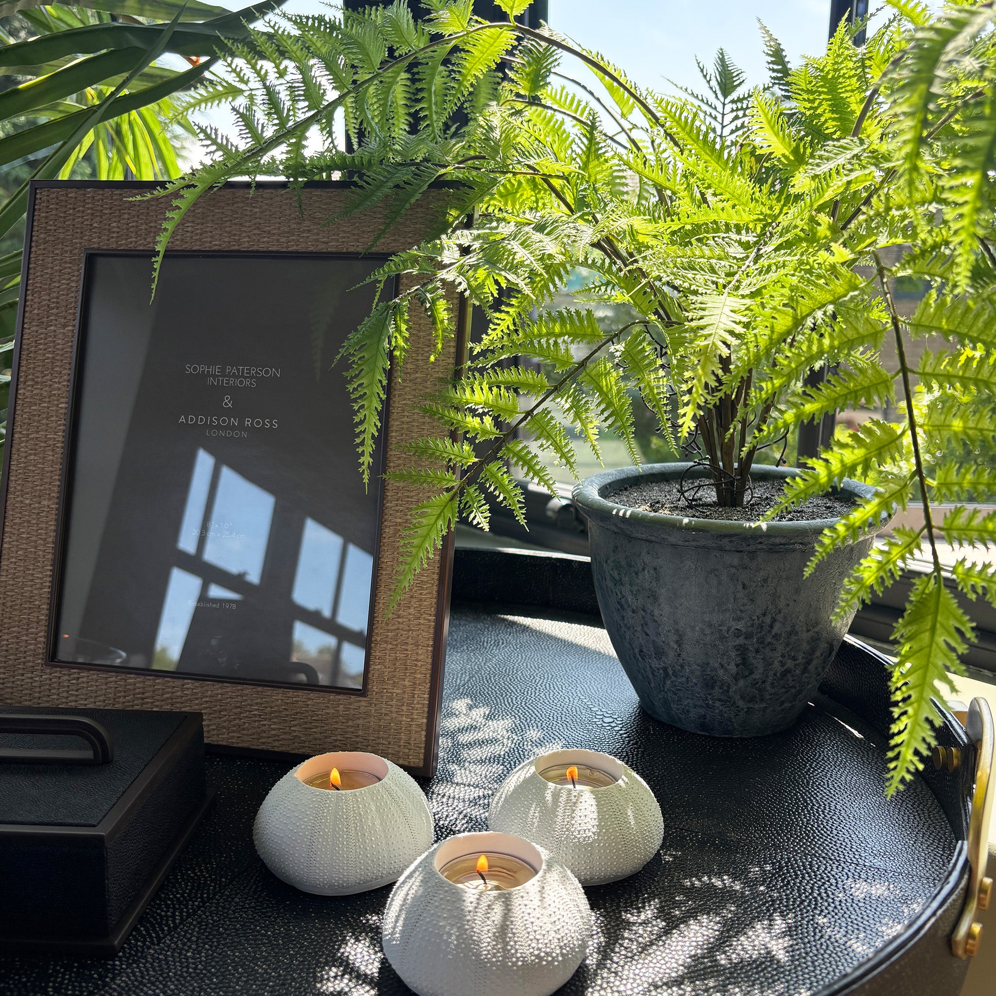 Riverside Foilage in Black Pot