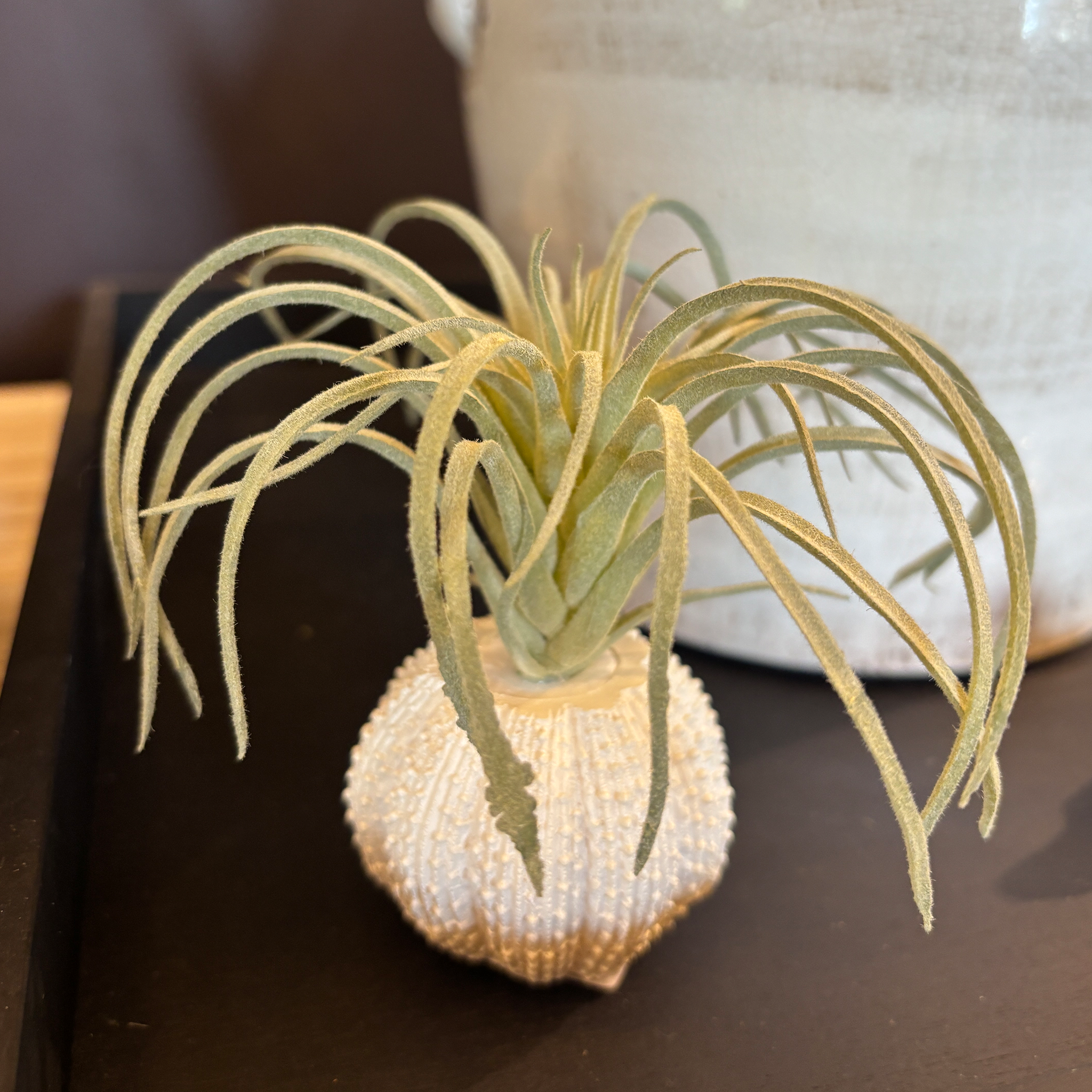 Faux sea urchin and air plant duo. The textured, cream-toned urchin shell pairs beautifully with the soft, wispy foliage.