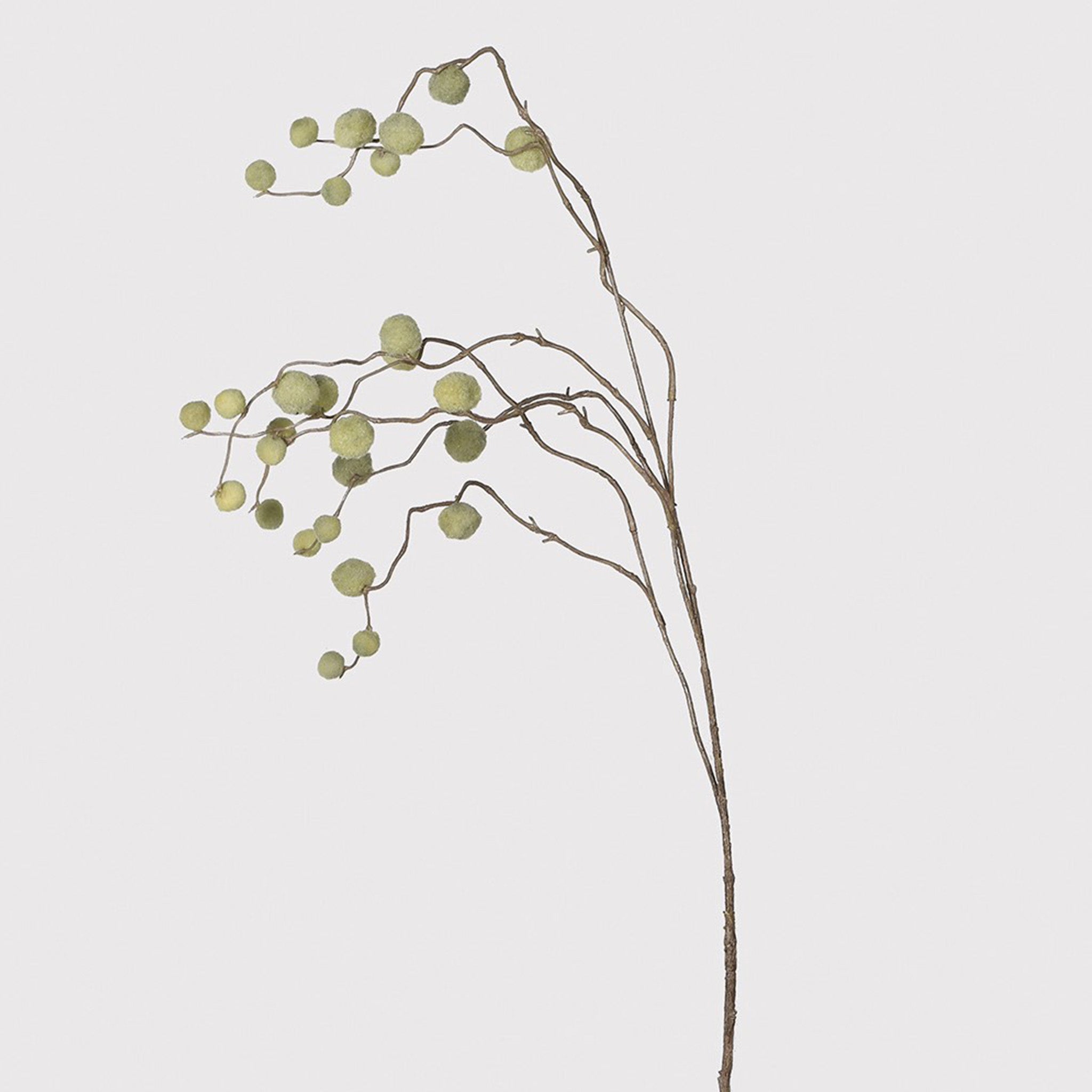 Salix Integra - Pack of 8