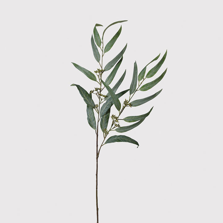 Eucalyptus Nicholii - Pack of 12