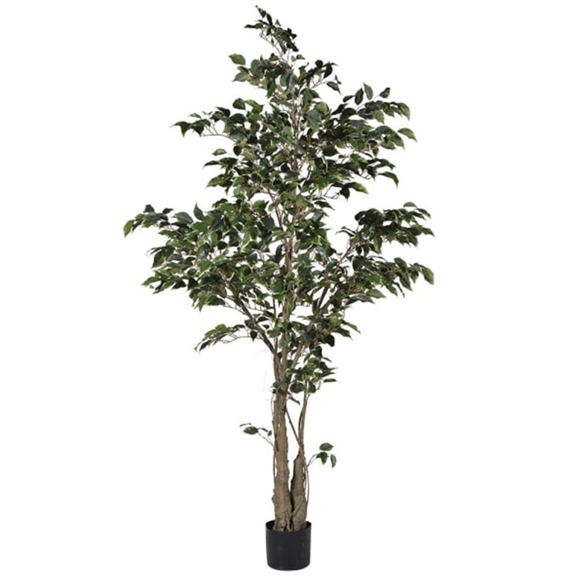 Large Mediterranean Tree