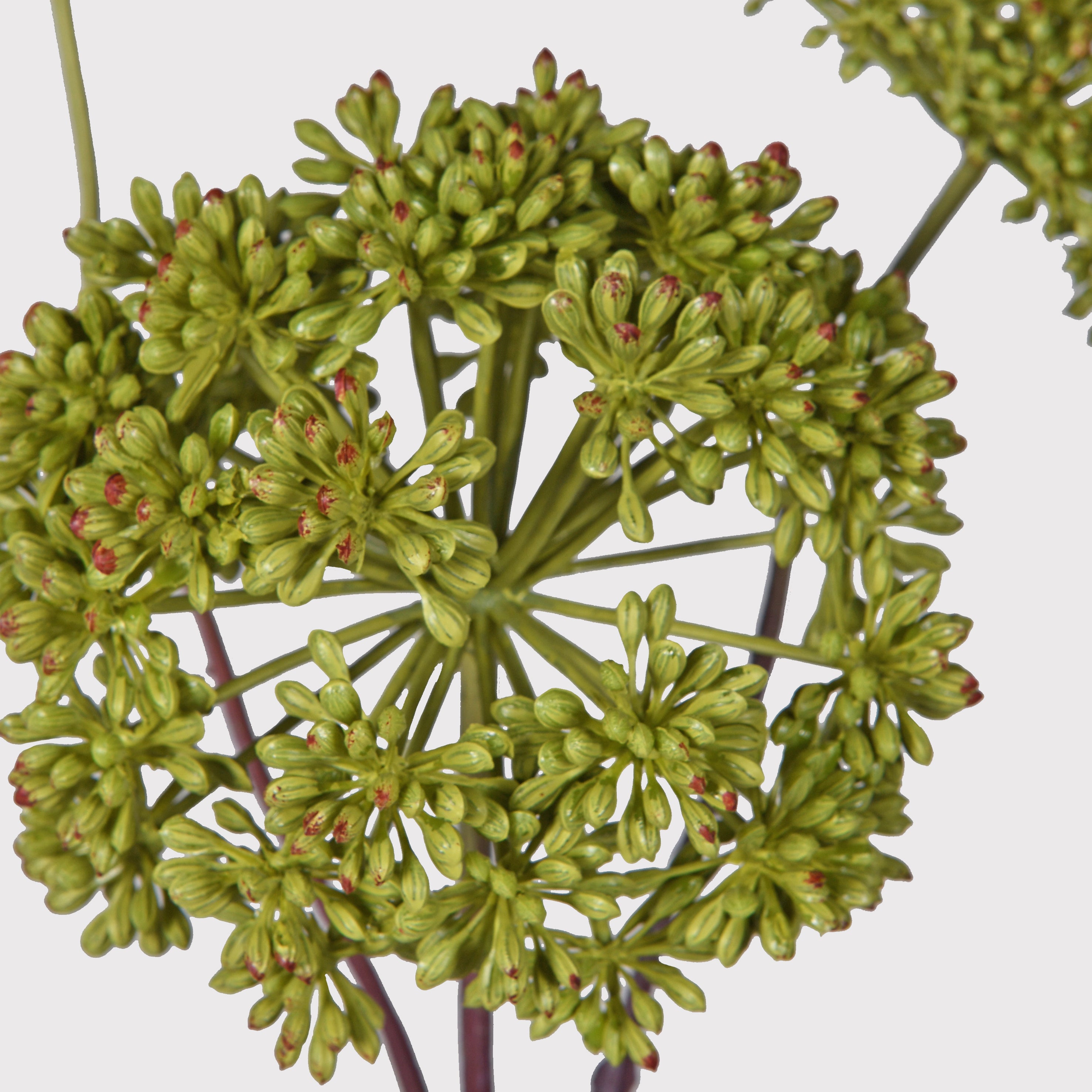Seed Head Balls on Stem - pack of 6